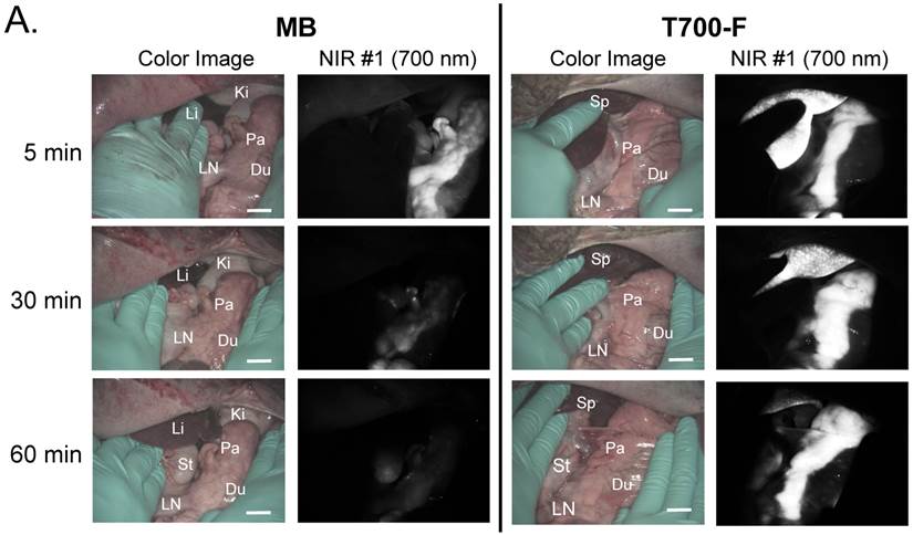 Theranostics Image