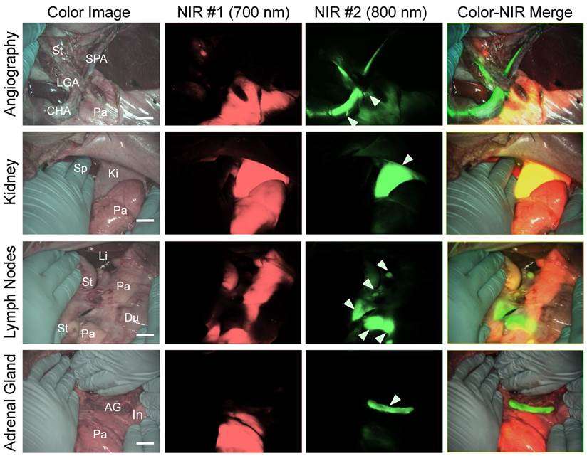 Theranostics Image