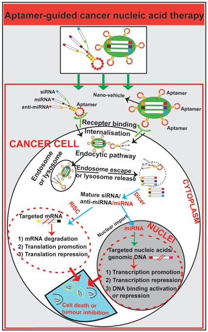 Theranostics Image