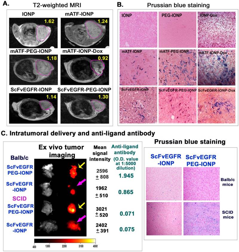 Theranostics Image