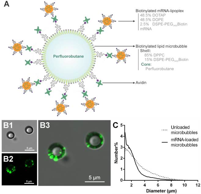 Theranostics Image