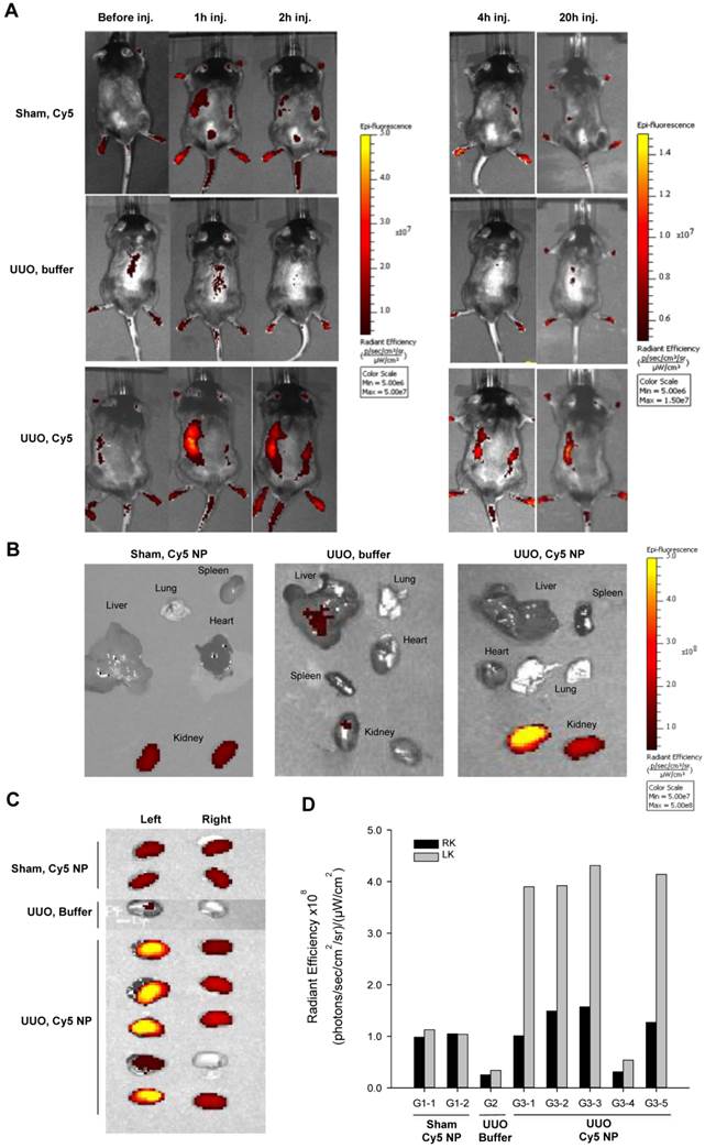 Theranostics Image