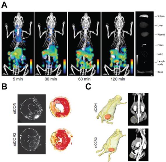 Theranostics Image