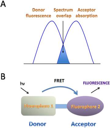 Theranostics Image