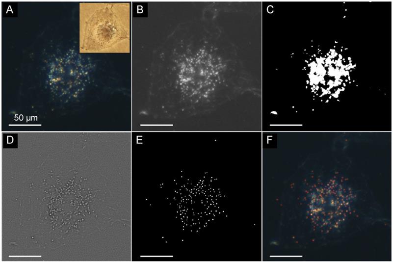 Theranostics Image