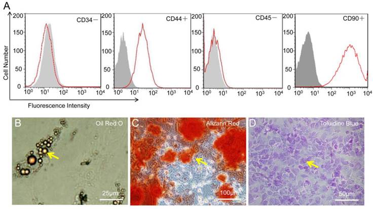 Theranostics Image