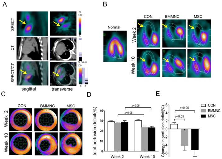 Theranostics Image