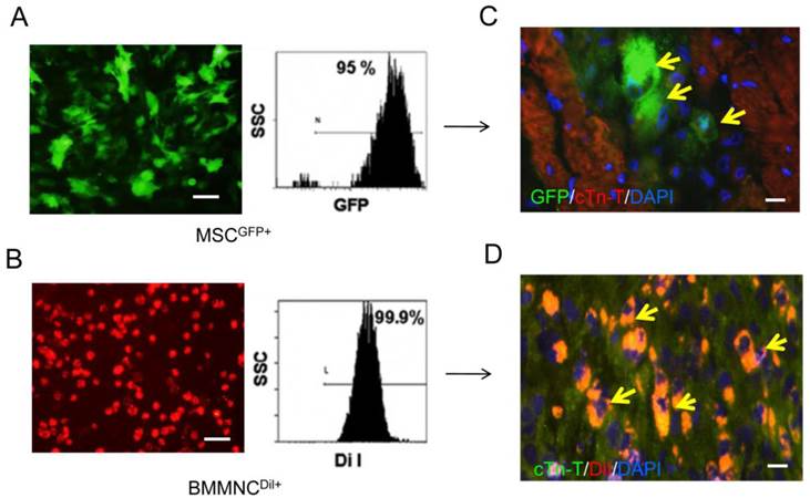 Theranostics Image