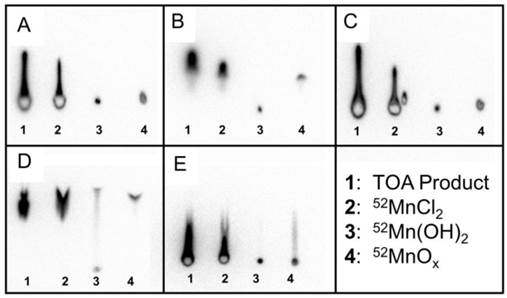 Theranostics Image