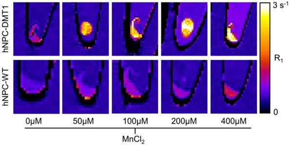 Theranostics Image