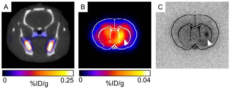 Theranostics Image