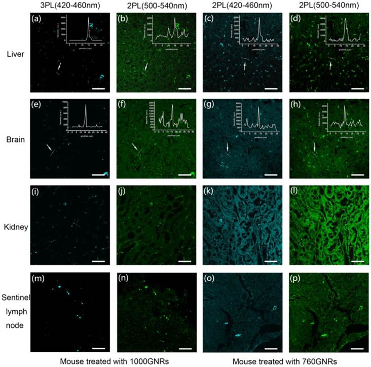 Theranostics Image