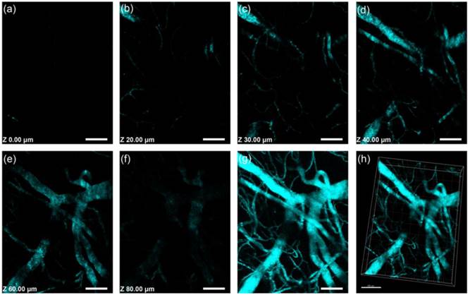 Theranostics Image