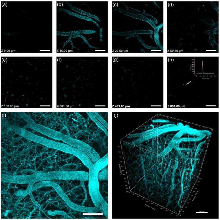 Theranostics Image