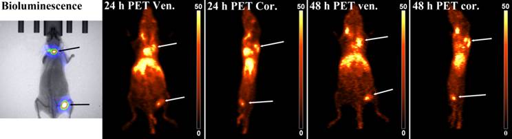 Theranostics Image