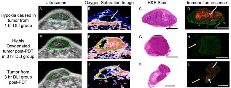 Theranostics Image