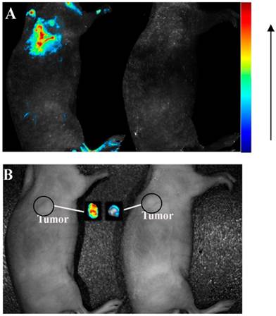 Theranostics Image