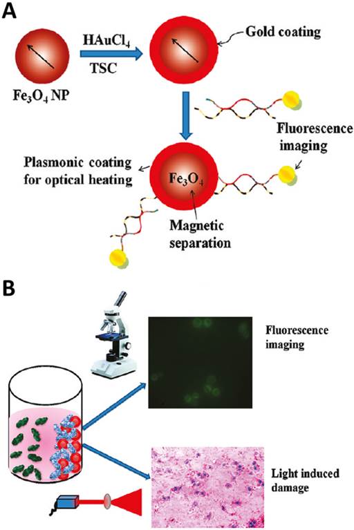 Theranostics Image