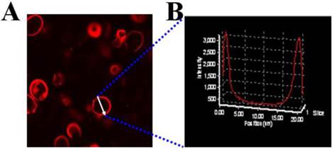 Theranostics Image