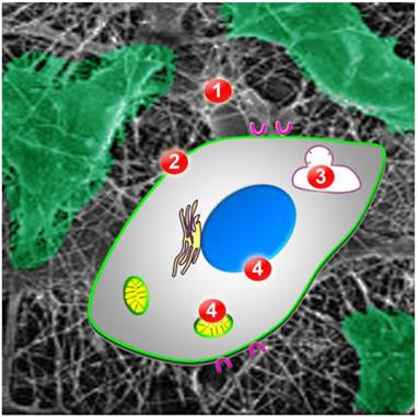 Theranostics Image