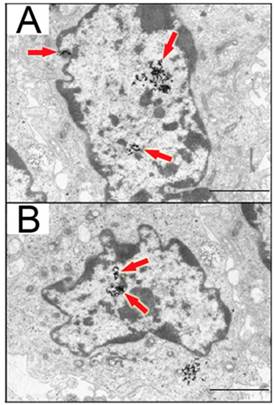 Theranostics Image