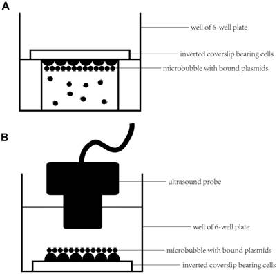 Theranostics Image