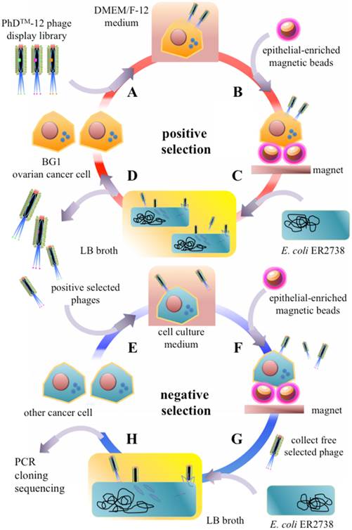 Theranostics Image