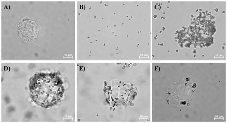 Theranostics Image