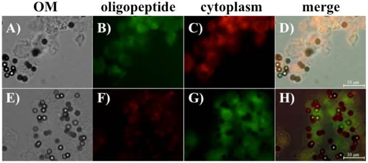 Theranostics Image