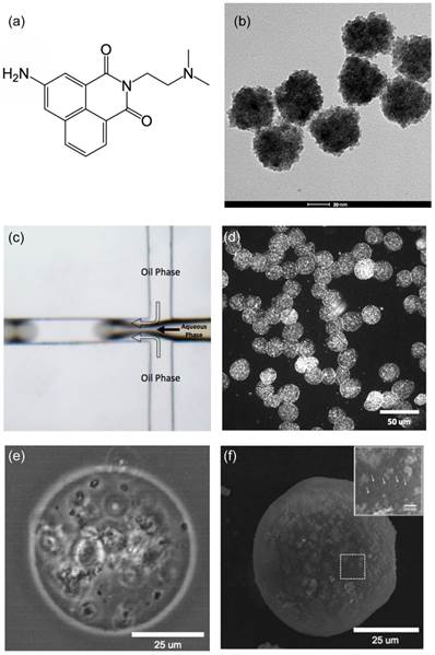 Theranostics Image