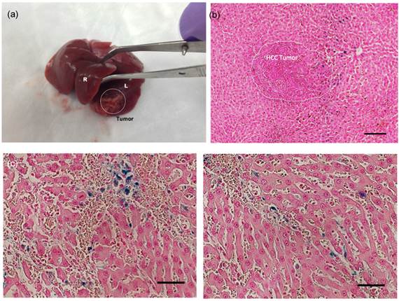 Theranostics Image