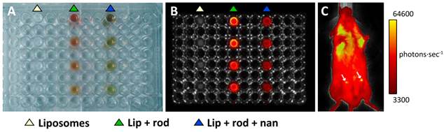 Theranostics Image