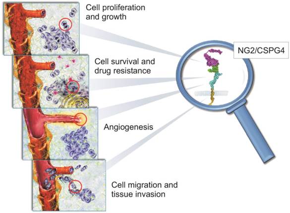 Theranostics Image