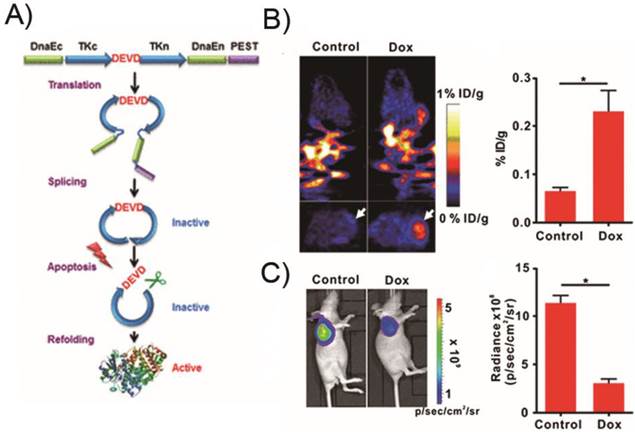 Theranostics Image