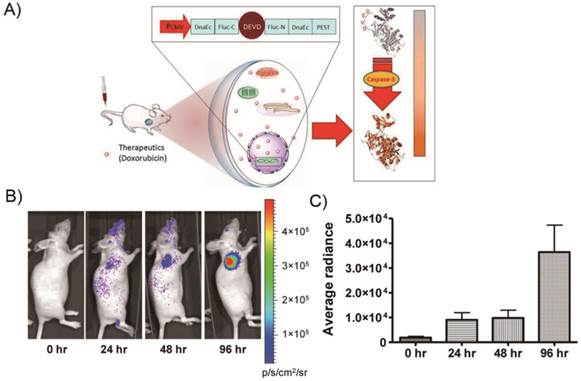 Theranostics Image