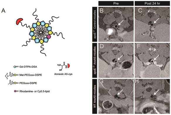 Theranostics Image