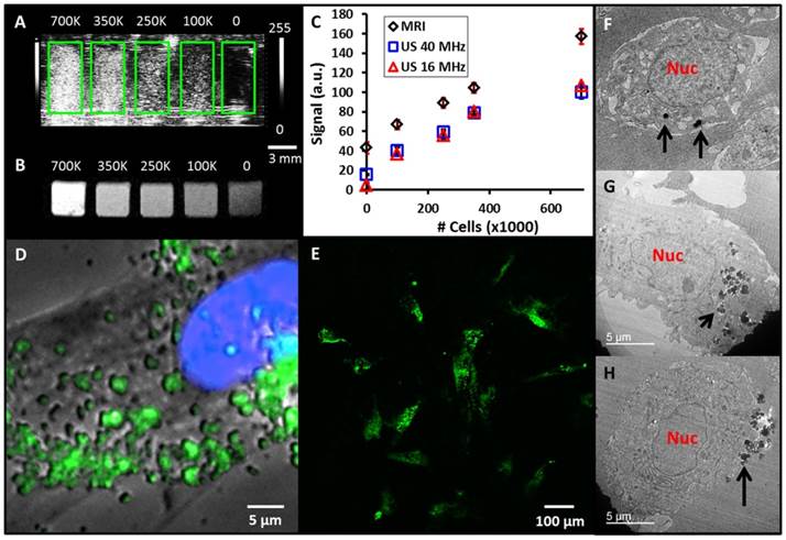 Theranostics Image