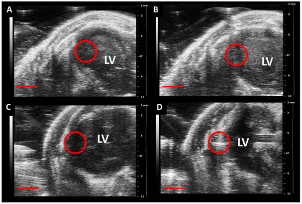 Theranostics Image