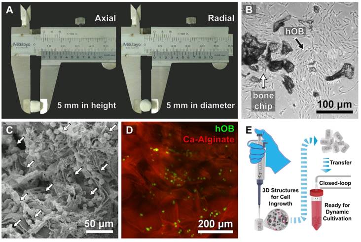 Theranostics Image