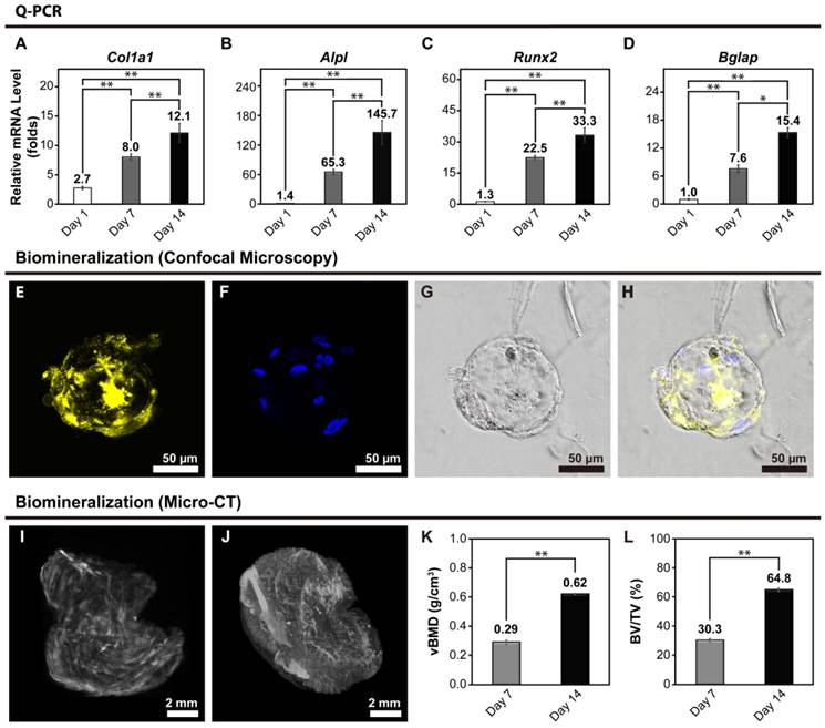 Theranostics Image