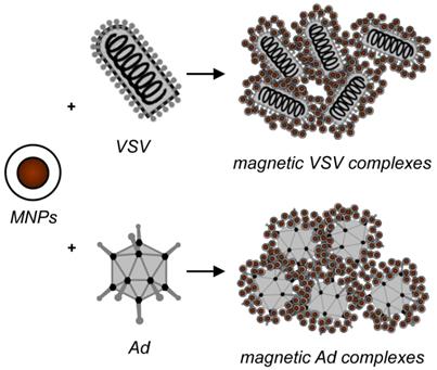 Theranostics Image