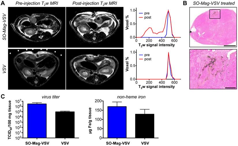 Theranostics Image