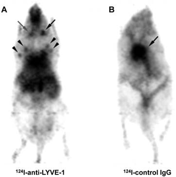 Theranostics Image