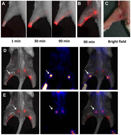 Theranostics Image