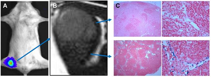 Theranostics Image