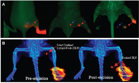 Theranostics Image