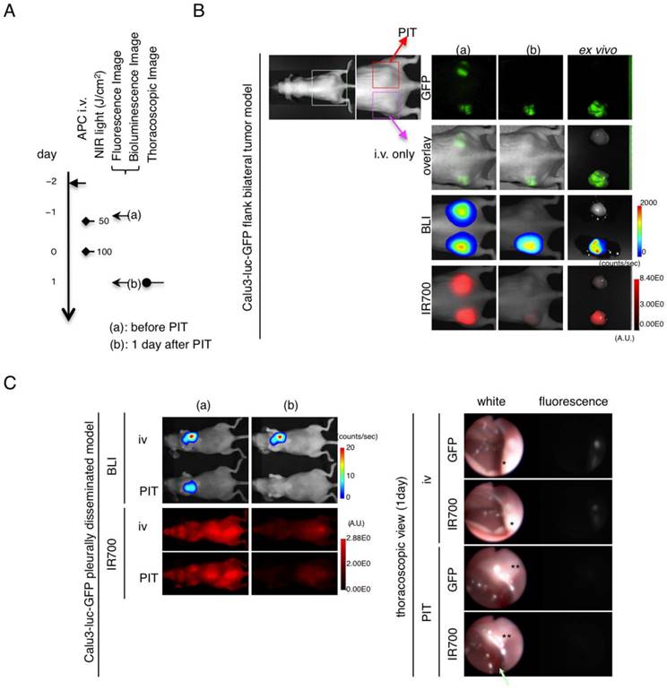 Theranostics Image