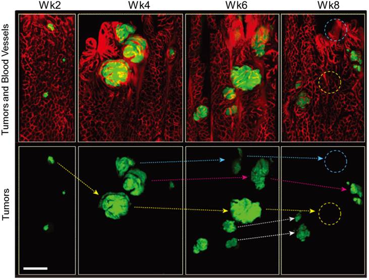 Theranostics Image