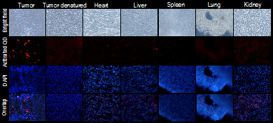 Theranostics Image