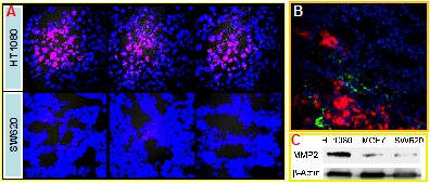 Theranostics Image